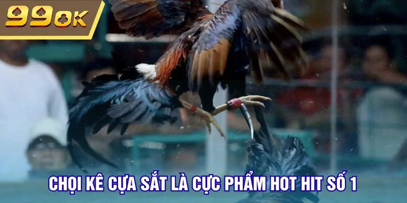 Chọi kê cựa sắt là cực phẩm hot hit số 1