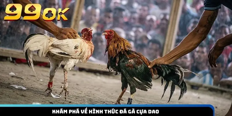 Khám phá về hình thức đá gà cựa dao