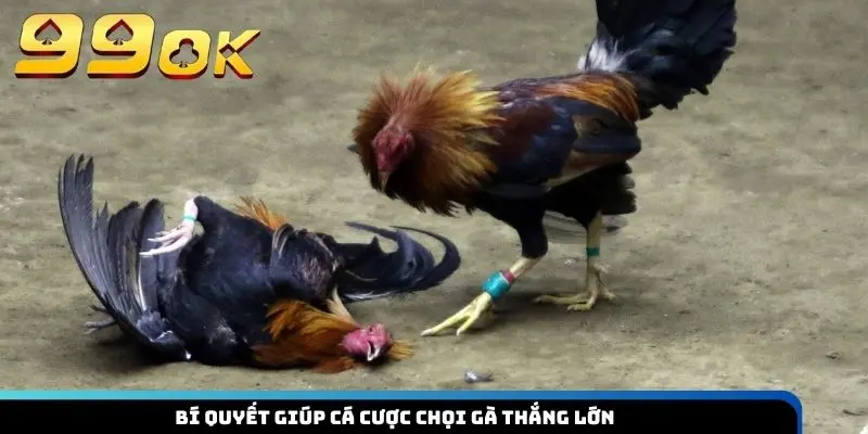 Bí quyết giúp cá cược chọi gà thắng lớn