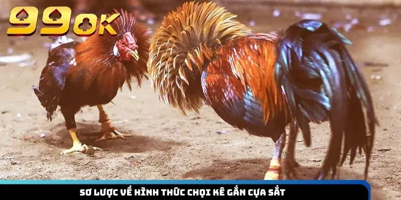 Sơ lược về hình thức chọi kê gắn cựa sắt