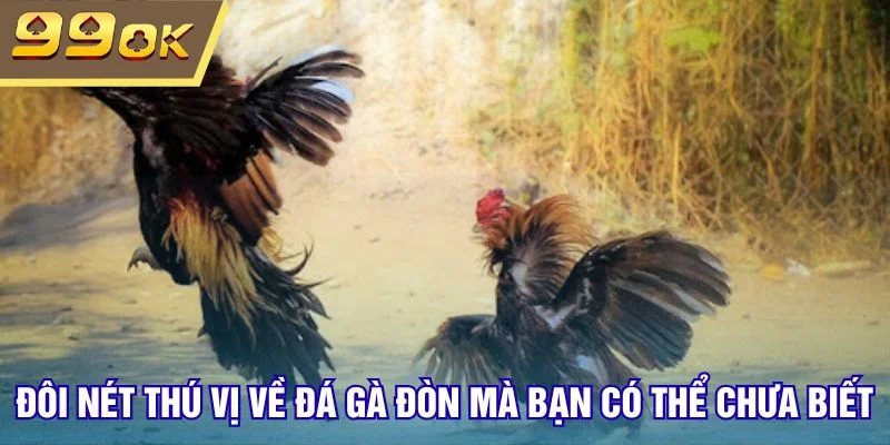 Đôi nét thú vị về đá gà đòn mà bạn có thể chưa biết