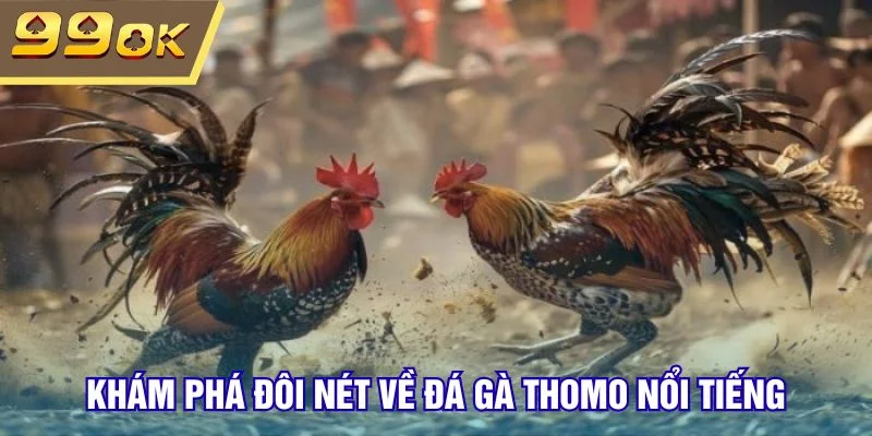 Khám phá đôi nét về đá gà thomo nổi tiếng