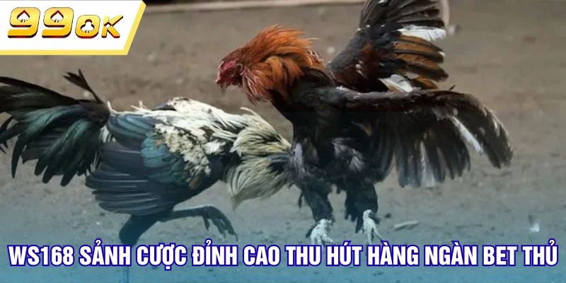 Ws168 sảnh cược đỉnh cao thu hút hàng ngàn bet thủ